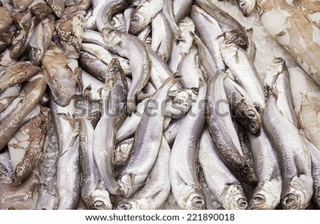 Sardines and octopus fish shop, food and sale