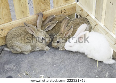 Herd urban farm rabbits, animals and nature