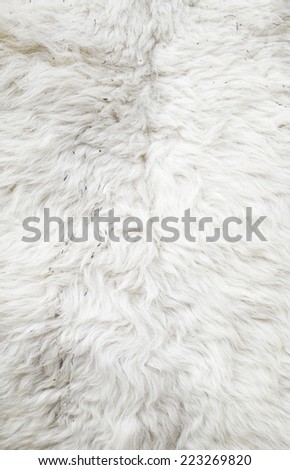 Dirty sheep wool fur, animal skin nature