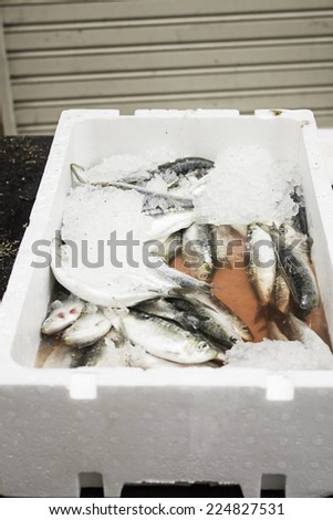 Sardines with blood and fish ice box