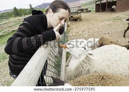Woman feeding sheep rural farm animals