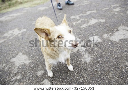 More hound dog walking along street
