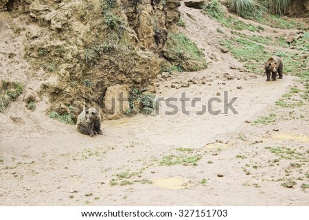 Bears in mud nature reserve, dangerous animals