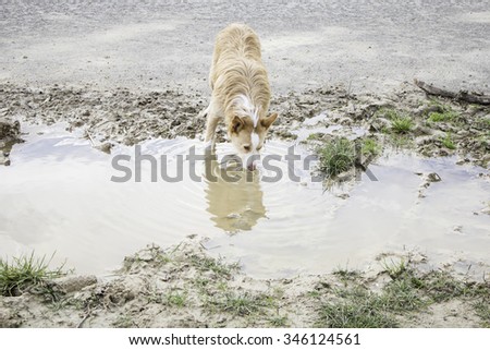 Dog drinking water in park puddle, animals