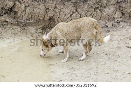 Dog drinking mud puddle, animals