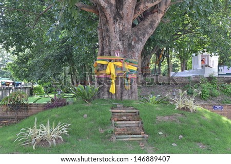 Holy tree with spirit inside in Asian\'s belief