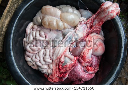 internal organs of pig
