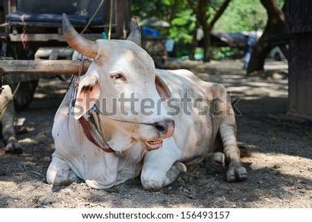 cow cart in Thailand