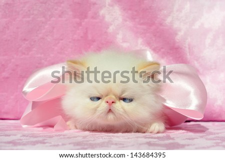 blue-eyed kitten on the pink background