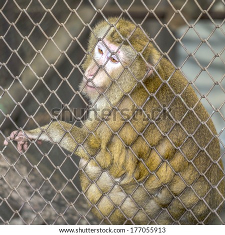 sad yellow monkey in cage in Thailand zoo