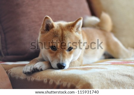 [Obrazek: stock-photo-dog-on-couch-115931740.jpg]