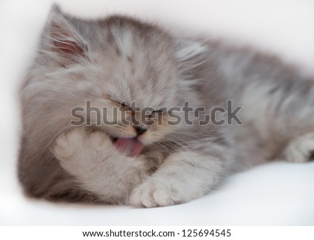 [Obrazek: stock-photo-persian-cat-cleaning-itself-...694545.jpg]