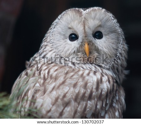 [Obrazek: stock-photo-tawny-owl-strix-aluco-130702037.jpg]