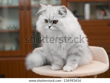[Obrazek: stock-photo-white-persian-cat-on-bed-wit...983656.jpg]