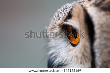 A side view of the head of a European Eagle Owl