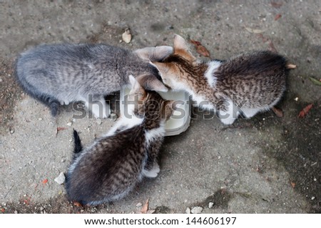 three little kitty drink milk