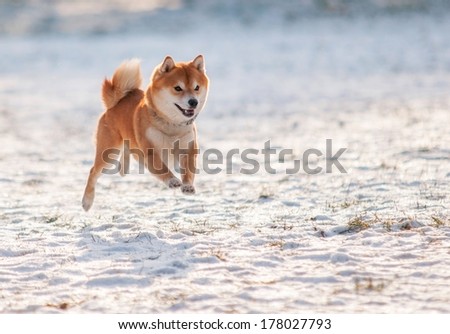 [Obrazek: stock-photo-jumped-dog-shiba-inu-on-snow-178027793.jpg]