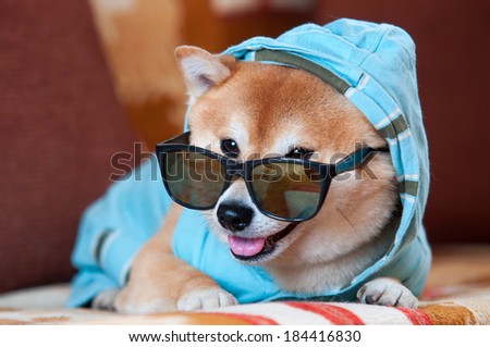 Clever and happy shiba inu dog with blue jacket, hood and glasses