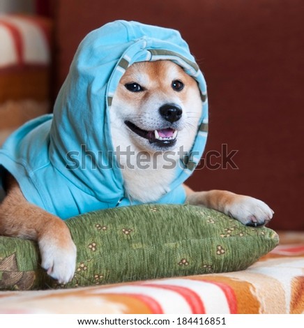 Happy Shiba inu dog with blue jacket on pillow