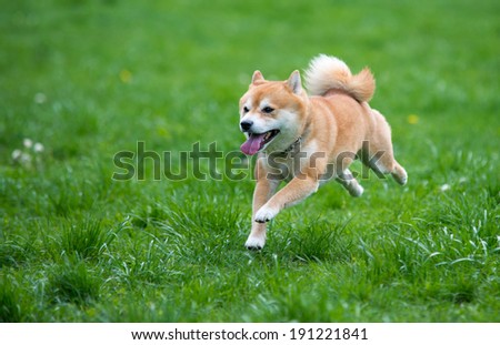 [Obrazek: stock-photo-jumped-dog-shiba-inu-on-grass-191221841.jpg]