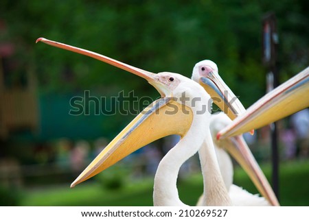 Backlit Pelican with wide open beak