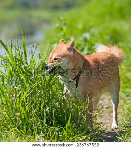 Shiba inu Dog eat grass