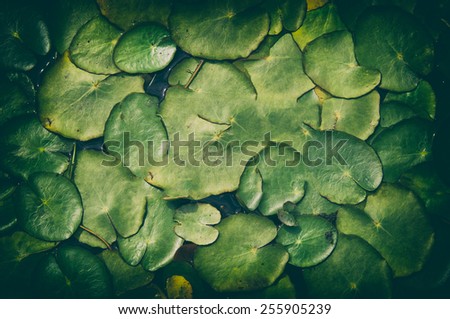 pond scenery background or texture