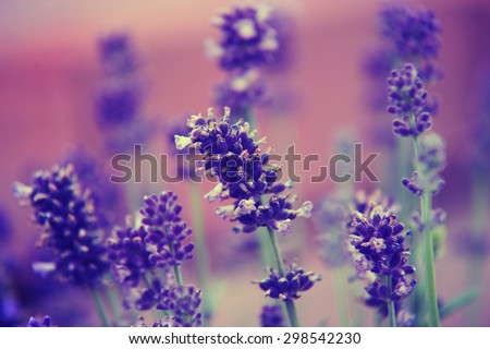 Lavender close up on blue flower