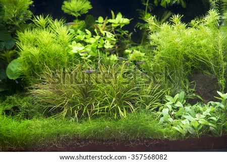 green plant tropical freshwater aquarium