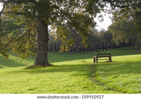 Bench Under Tree