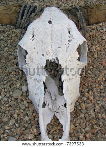 sun bleached steer skull in az