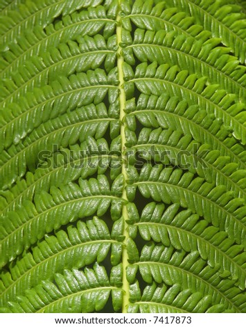 hawaii jungle fern close up