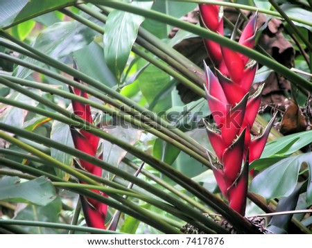 jungle birds of paradise blooms - hawaii