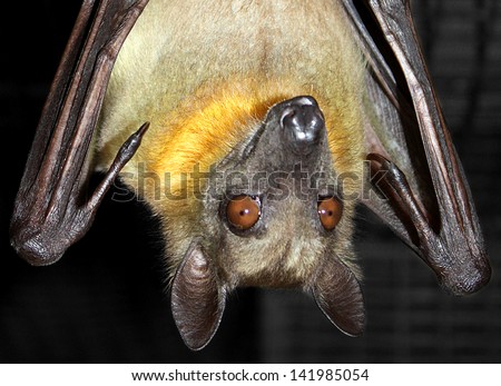 Fruit Bat Hanging Upside Down