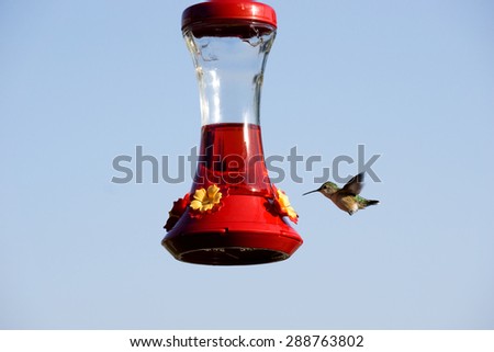 Humming Bird in flight at Feeder