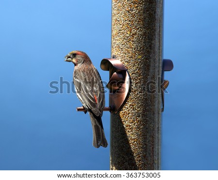 Bird eating at a bird feeder