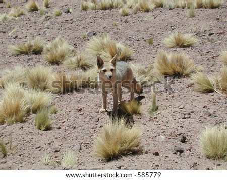 Desert fox, Atacama Desert, Chile