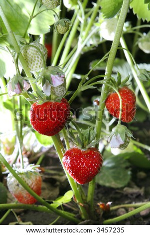 Strawberry in garden with green leaves detail view