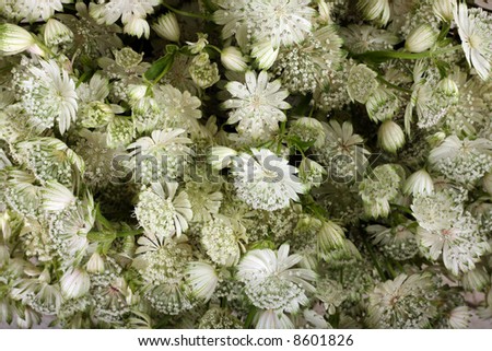 Exotic white small flower background detail view