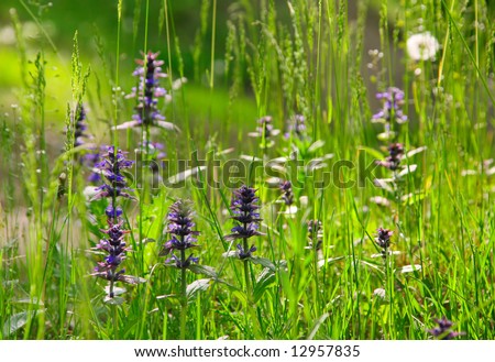 Summer background with green herb and violet flower