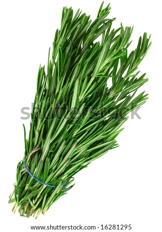 Tarragon fresh green herb isolated on white