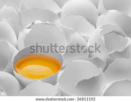 One in white broken chicken egg shell
