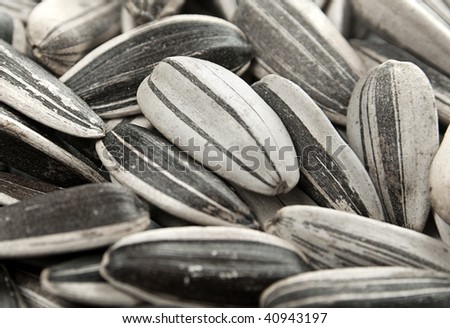 stock photo : Closeup black and white sunflower seed background