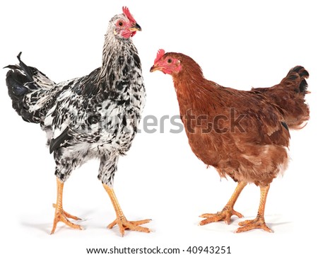 Hen And Rooster