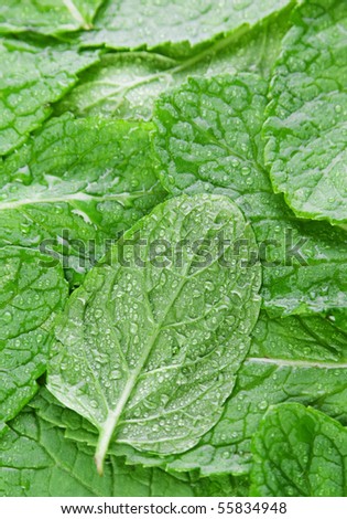 Spearmint green herb leaf closeup view background