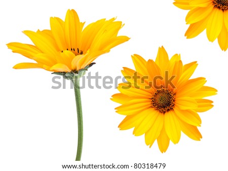 Yellow flower set closeup isolated on white background