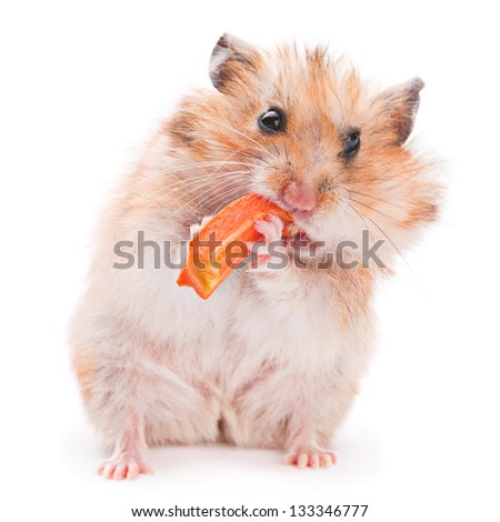 Hamster eating carrot on white
