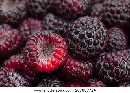 Black raspberry Cumberland closeup background
