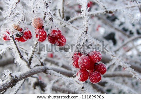 Berries in hoarfrost
