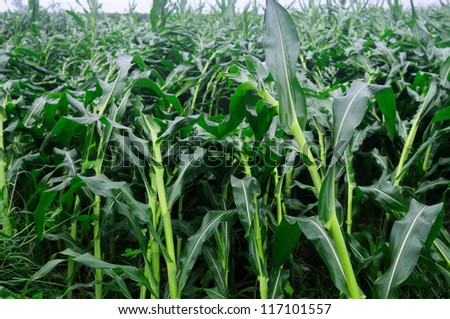 After the storm, many crops were blown down.The picture shows the wind-blown corn.